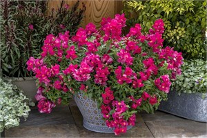 Семена однолетних цветов, петуний