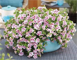 ВЕГЕТАТИВНЫЕ ЧЕРЕНКИ 2026 ПРЕДЗАКАЗ