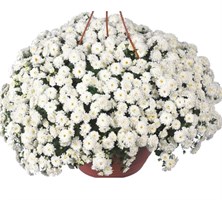 Хризантема ампельная, кустовая, корейская и мультифлора в ассортименте