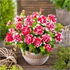 Семена однолетних цветов, петуний