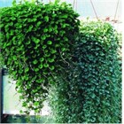 Вегетативные декаротивнолиственные Плектрантусы / альтернотера/ колеусы/гелихризумы/ будра/вербейники/дихондра