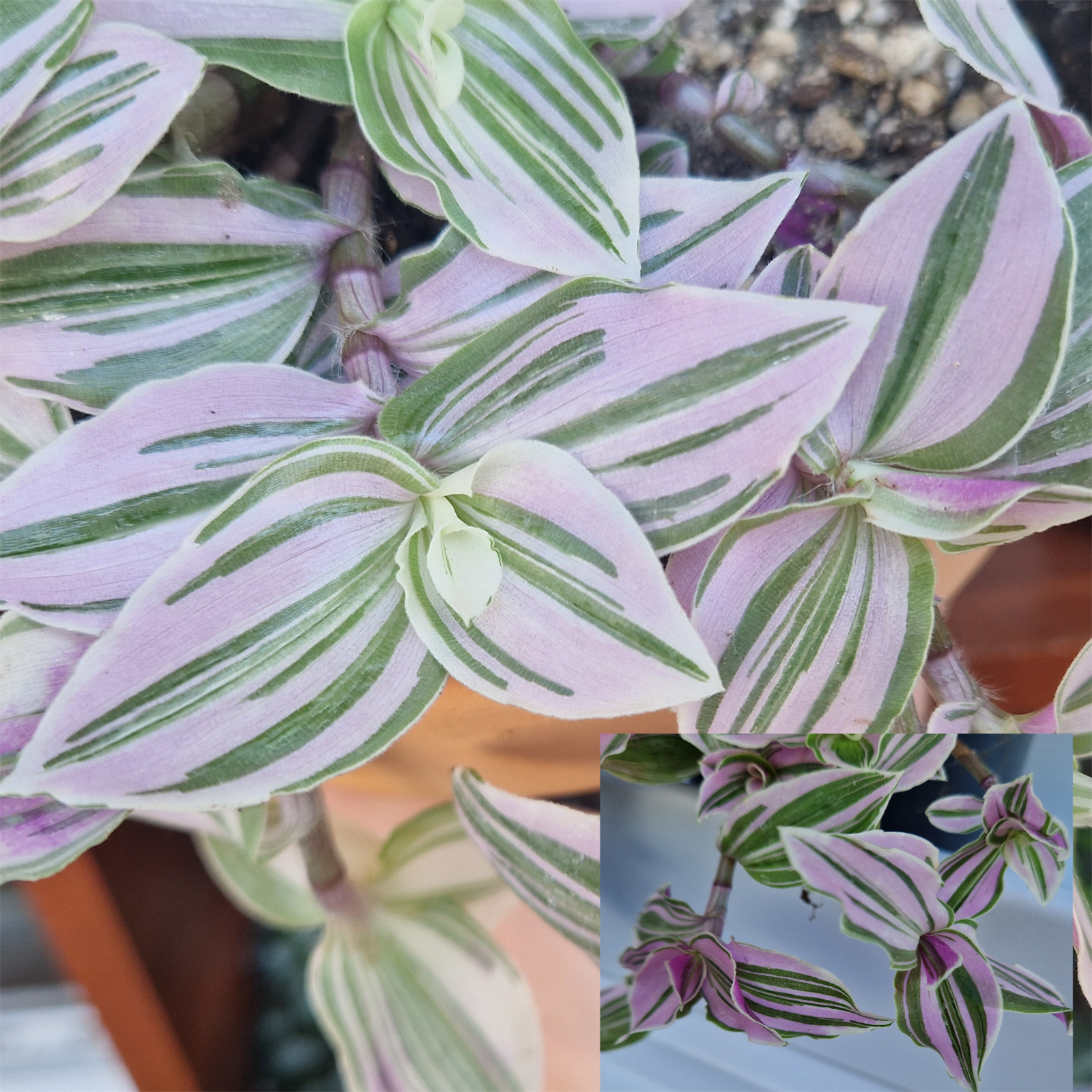 Порно үлкен жопты жалайды