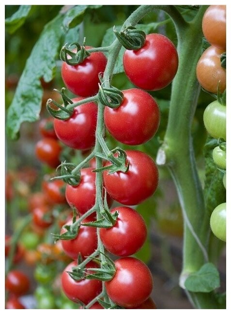 Малиновый десерт f1 2302