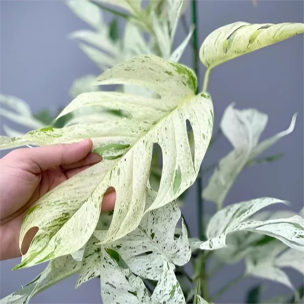 Эпипремнум pinatum marble white 2444 - фото 6016