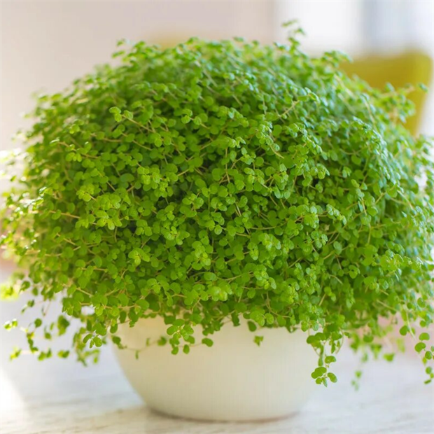 Солейролия 2470