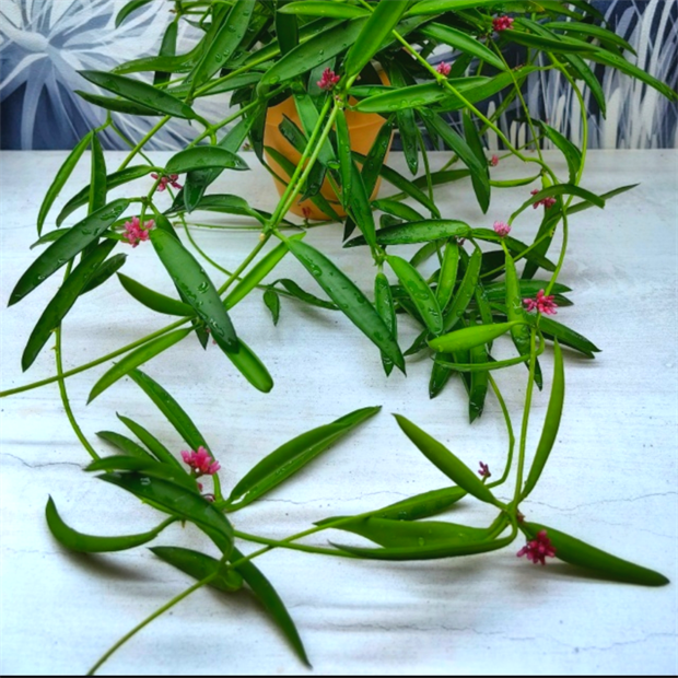 Дисхидия Phillipinensis 2505 - фото 6116
