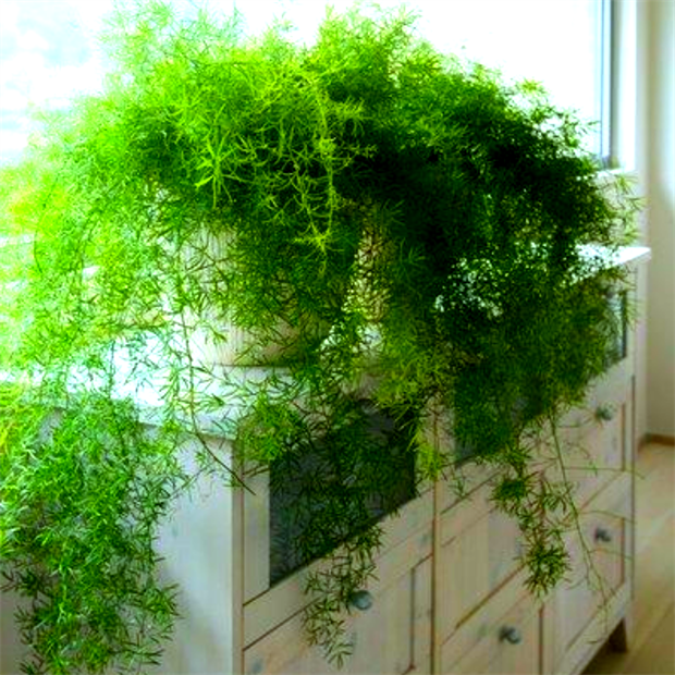 Аспарагус густоцветковый mazeppa 1984