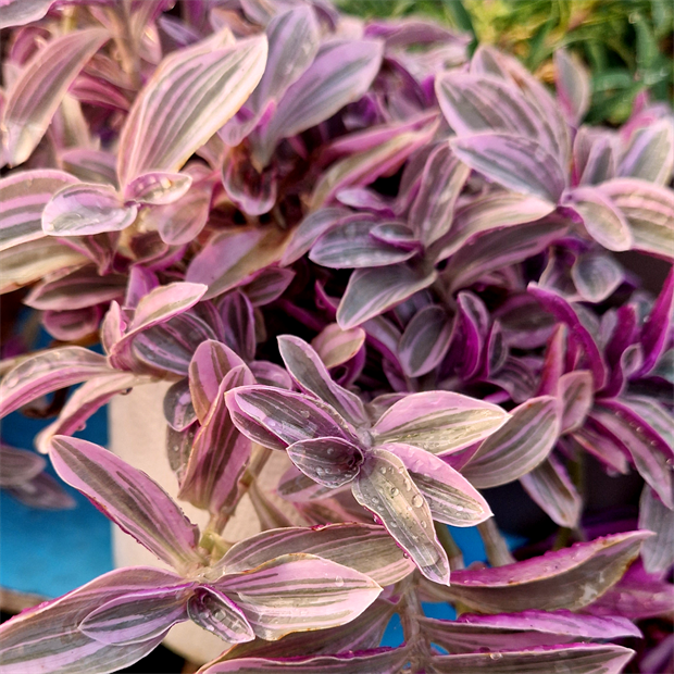 Традесканция albiflora Mini Lilac 1945