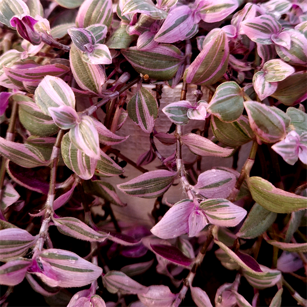 Традесканция мелколистная spring splash 2516