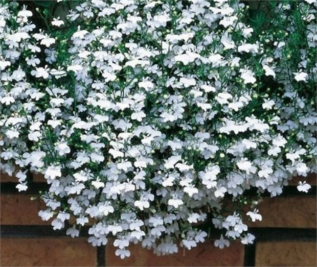 Лобелия белый фонтан ампельная 2533