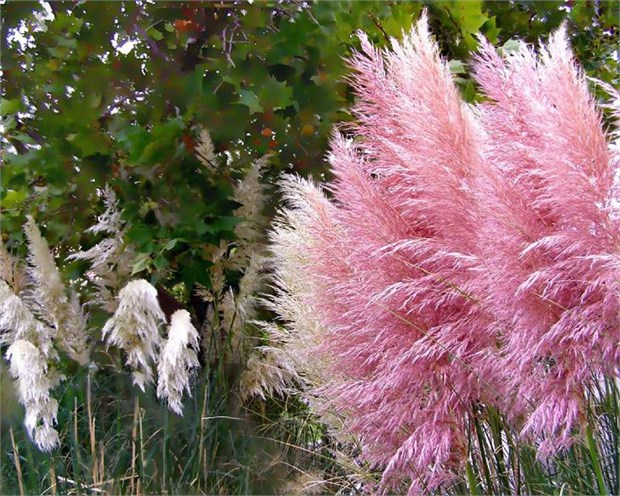 Кортадерия розовая микс 2546