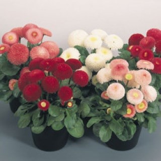 Маргаритка такко микс драже 2568