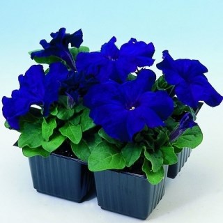 Петуния грандифлора лимбо джи пи блю 2576