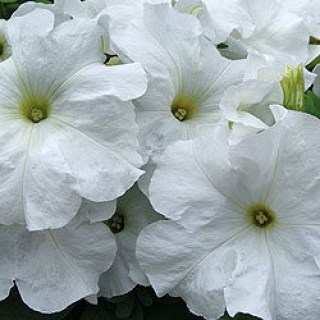 Петуния грандифлора лимбо джи пи вайт 2577