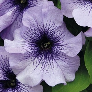 Петуния драже грандифлора лимбо джи пи блю вейнд 2579