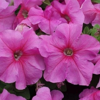 Петуния драже грандифлора лимбо джи пи пинк 2586