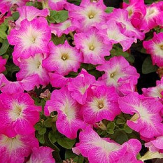Петуния драже грандифлора лимбо джи пи пинк морн 2587