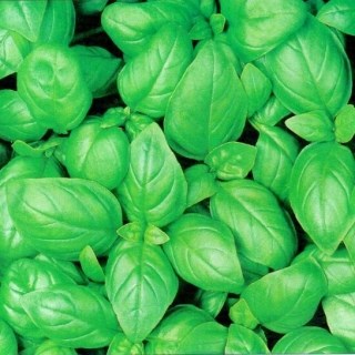 Базилик зелёный аромат 2598