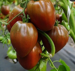 Томат Бычье сердце шоколадное 2607