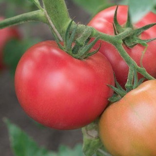 Томат Сударь f1 2612