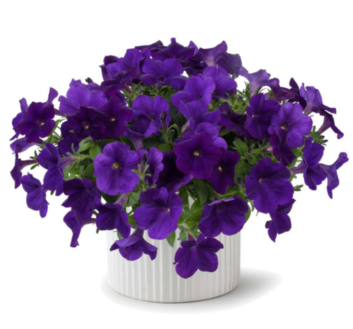 Cascadias indigo 2651