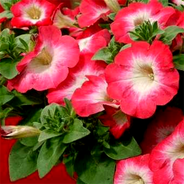 Surfinia coral morn 2656