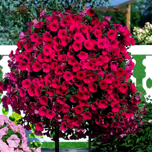 Петуния гигант тайдал red velour 2664