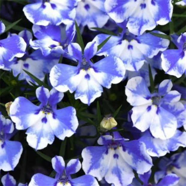 Лобелия Curacao blue bay 2671