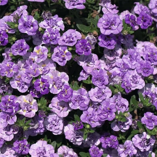 Калибрахоа MiniFamous Neo Double Loopy Lavander 2679