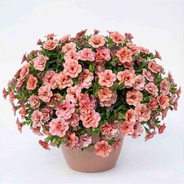Калибрахоа Calita Double Apricot 2683