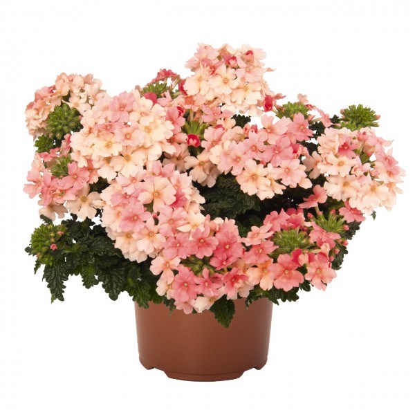 Вербена empress flyer peache 2691