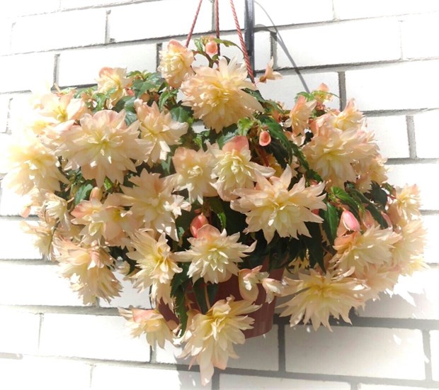 Бегония беллекония crem yellow 2693