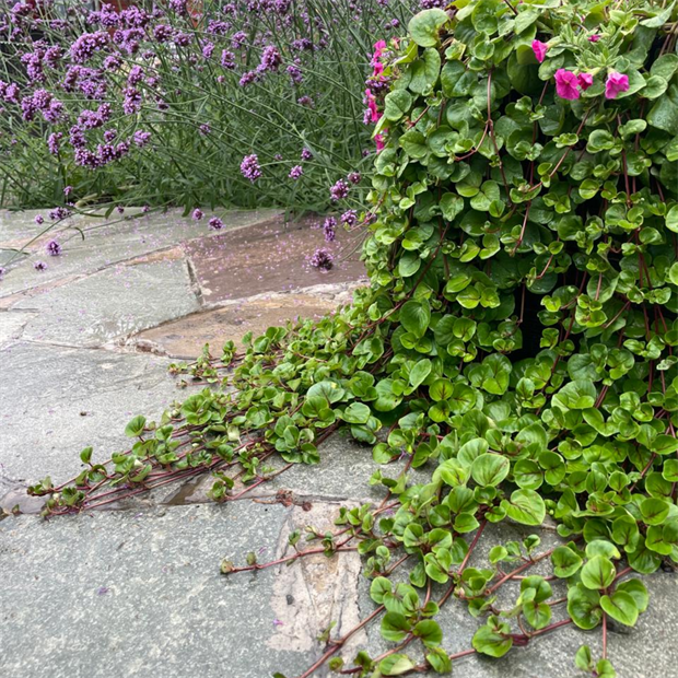 Вербейник санберст 2695