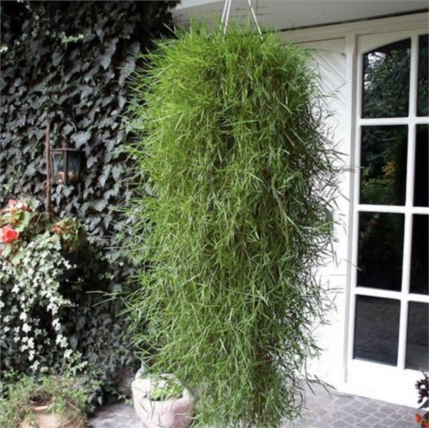 Агростис грин твист 2697