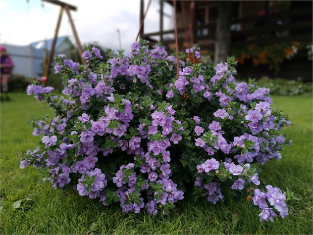 Бакопа дабл лавандер 2704