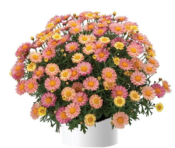 Аргирантемум aramis peach eye 2705