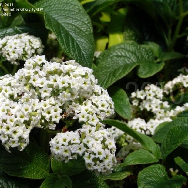 Гелиотроп Marin white 2707