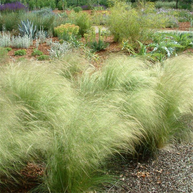 Ковыль крылья ангела 2708