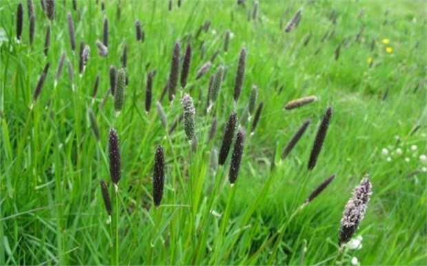 Лисохвост тростниковый 2710