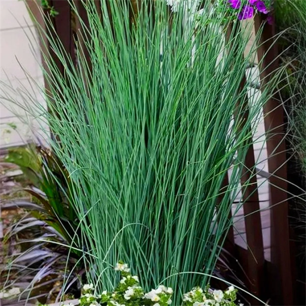 Ситник блю эрроу 2713