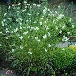 Ожика люциус 2714