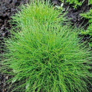 Овсянница фредди 2716