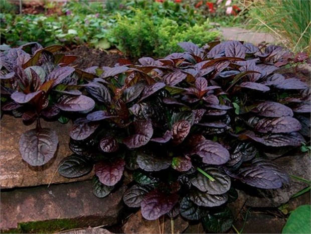 Аюга махагон 2720