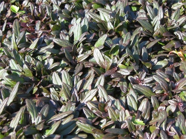 Аюга махагон 2721