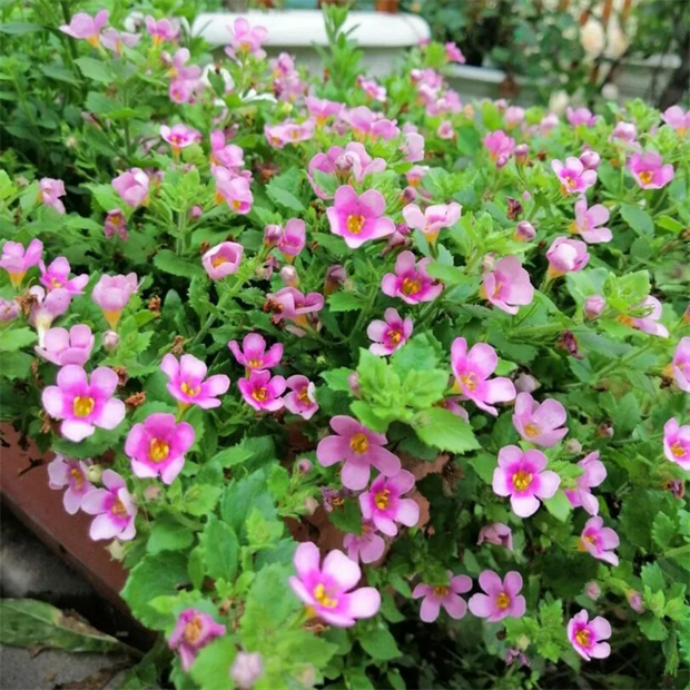 Бакопа гулливер пинк 2410