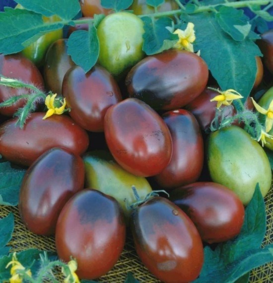 Томат чёрный мавр 2728