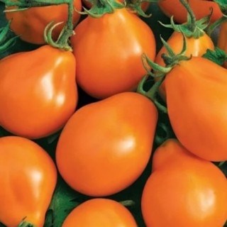 Томат Груша оранжевая 2731