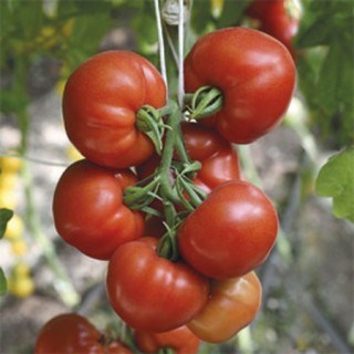 Кассиопея f1 2733