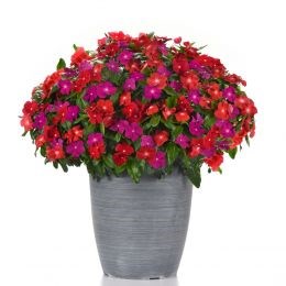 Катарантус кустовой розовый микс 1858