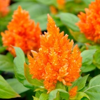 Целлозия бодюрная метельчатая  оранжевая 2746